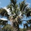 Texas Palmetto -  Sabal texana or Sabal mexicana