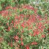 Sage, Cherry  (Autumn Sage)  Salvia greggii
