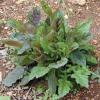 Sage, Lyre Leaf  Salvia lyrata