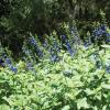 Sage, Majestic   Salvia guaranitica