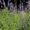 Sage, Mealy Blue  Salvia farinacea