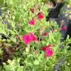 Sage, San Luis  Salvia microphylla