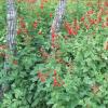 Sage, Tropical    Salvia coccinea
