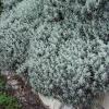 Santolina  (Lavender Cotton)  Santolina chamaecyparissus