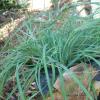 Blue Sedge
