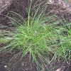 Meadow Sedge