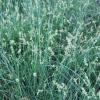 Texas Sedge