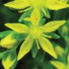Sedum  (Stonecrop) Sedum spp.