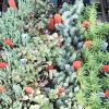 Sedum  (Stonecrop) Sedum spp.