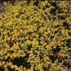Sedum  (Stonecrop) Sedum spp.