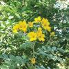 Senna, Lindheimer  Cassia lindheimeriana