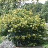 Senna, Lindheimer  Cassia lindheimeriana