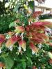 Shrimp Plant    Justicia brandegeana
