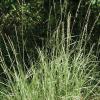 Sideoats Grama   Bouteloua curtipendula
