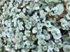 Silver Ponyfoot  Dichondra argentea