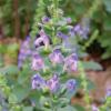 Skullcap, Heartleaf Scuttelaria ovata subsp. bracteata