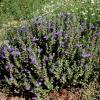 Skullcap, Wright's Purple   Scutellaria wrightii