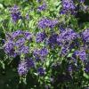 Skyflower, Duranta Duranta erecta