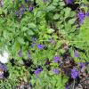 Skyflower, Duranta Duranta erecta