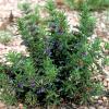 Snakeherb    Dyschoriste linearis