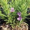 Snakeherb    Dyschoriste linearis