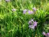 Society Garlic  Tulbaghia violacea