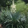 Soft Leaf Yucca  Yucca spp.