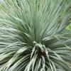 Sotol, Texas   Dasylirion texanum
