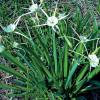 Spider Lily   Hymenocallis lirisome