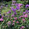 Spiderwort    Tradescantia spp.
