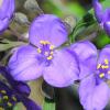 Spiderwort    Tradescantia spp.