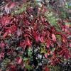 Sumac, Fragrant (Aromatic)  Rhus aromatica