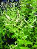 Sweet Almond Verbena Aloysia virgata