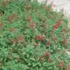 Texas Betony  Stachys coccinea