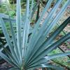 Palmetto,  Texas Dwarf   Sabal minor