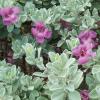 Sage, Texas   Leucophyllum frutescens