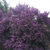 Sage, Texas   Leucophyllum frutescens