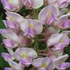 Wisteria, Texas    Wisteria frutescens