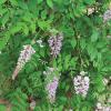 Wisteria, Texas    Wisteria frutescens