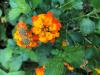 Lantana, Texas    Lantana urticoides