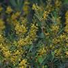 Thyrallis, (Golden Showers) Galphimia glauca