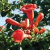 Trumpet Vine.  Campsis radicans.