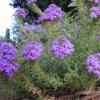 Verbena spp.