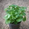 Violets  Viola missourensis