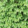 Virginia Creeper.  Parthenocissus quinquefolia