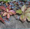 Virginia Creeper.  Parthenocissus quinquefolia