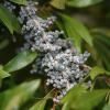 Wax Myrtle   Morella cerifera