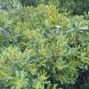 Wax Myrtle   Morella cerifera