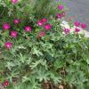 Winecup, Perennial   Callirohoe involucrata