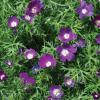 Winecup, Perennial   Callirohoe involucrata